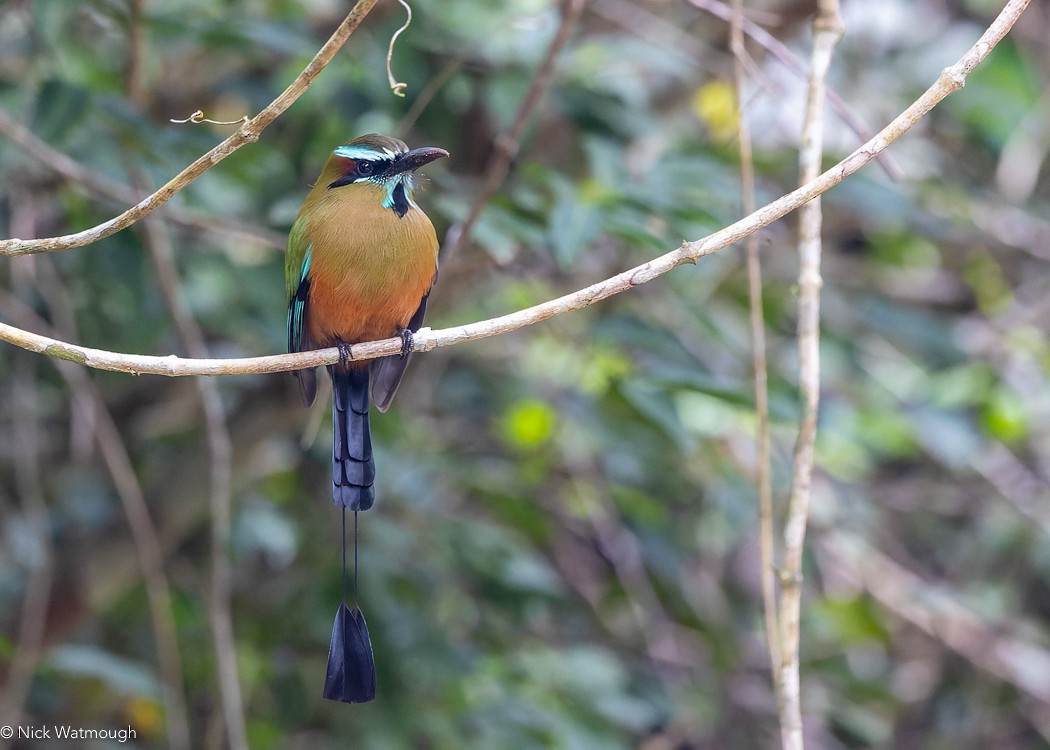 Turquoise-browed Motmot - ML619664059