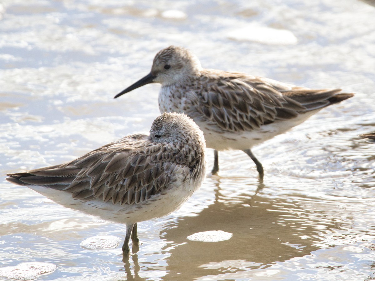 Great Knot - Helen Leonard