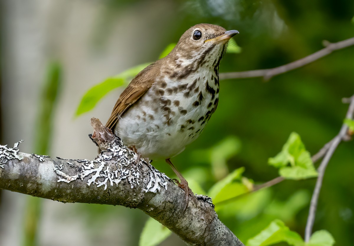 Hermit Thrush - Jim Carroll