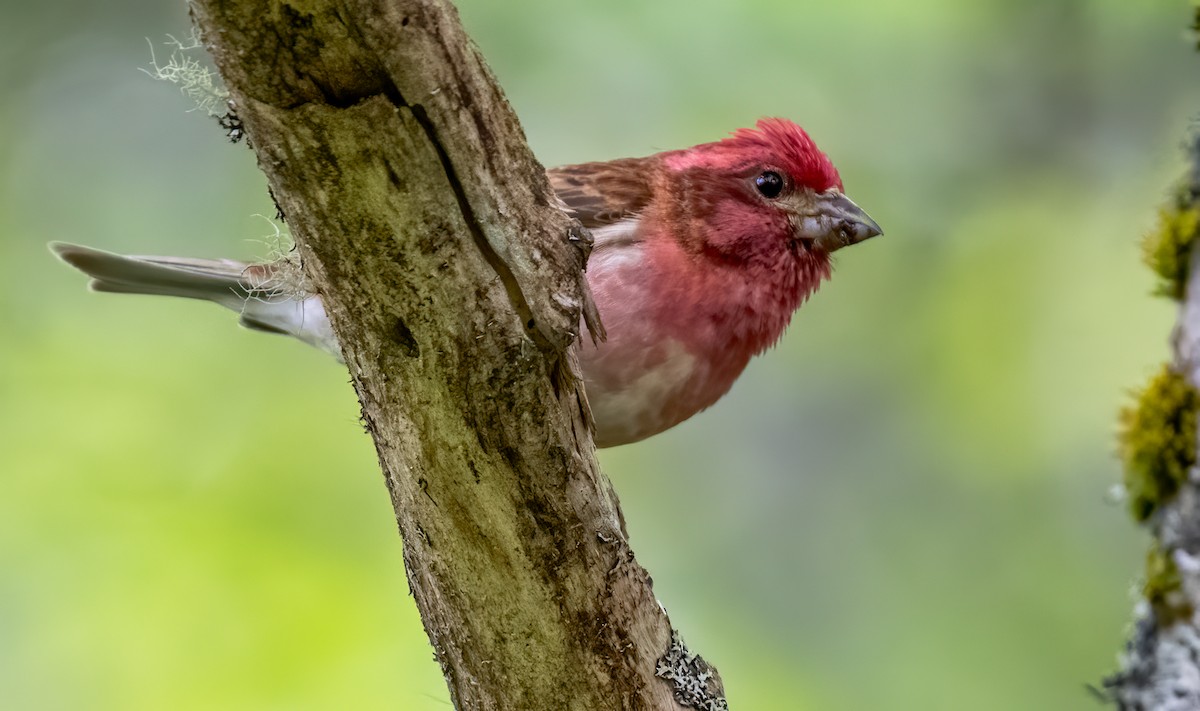 Purple Finch - Jim Carroll