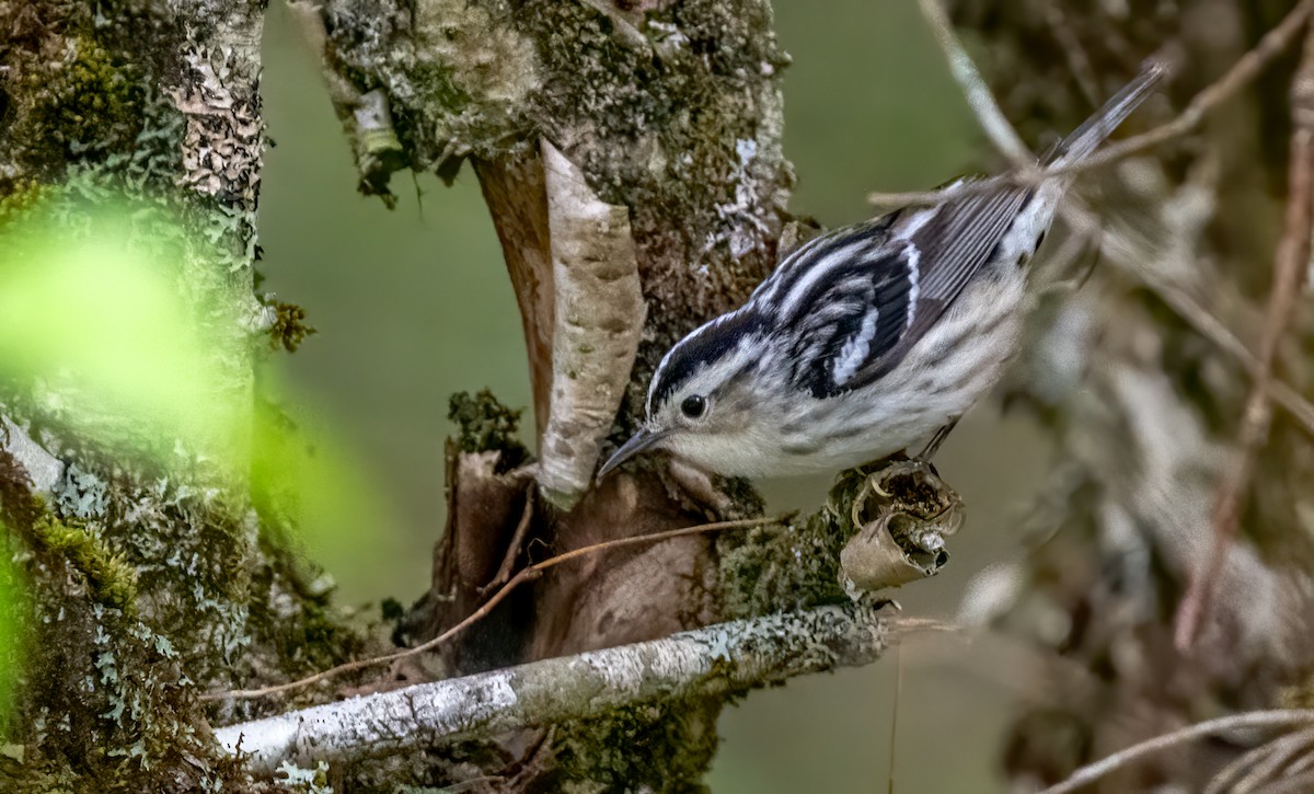 Black-and-white Warbler - Jim Carroll