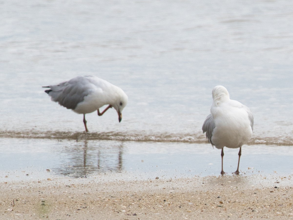 Silver Gull - Helen Leonard