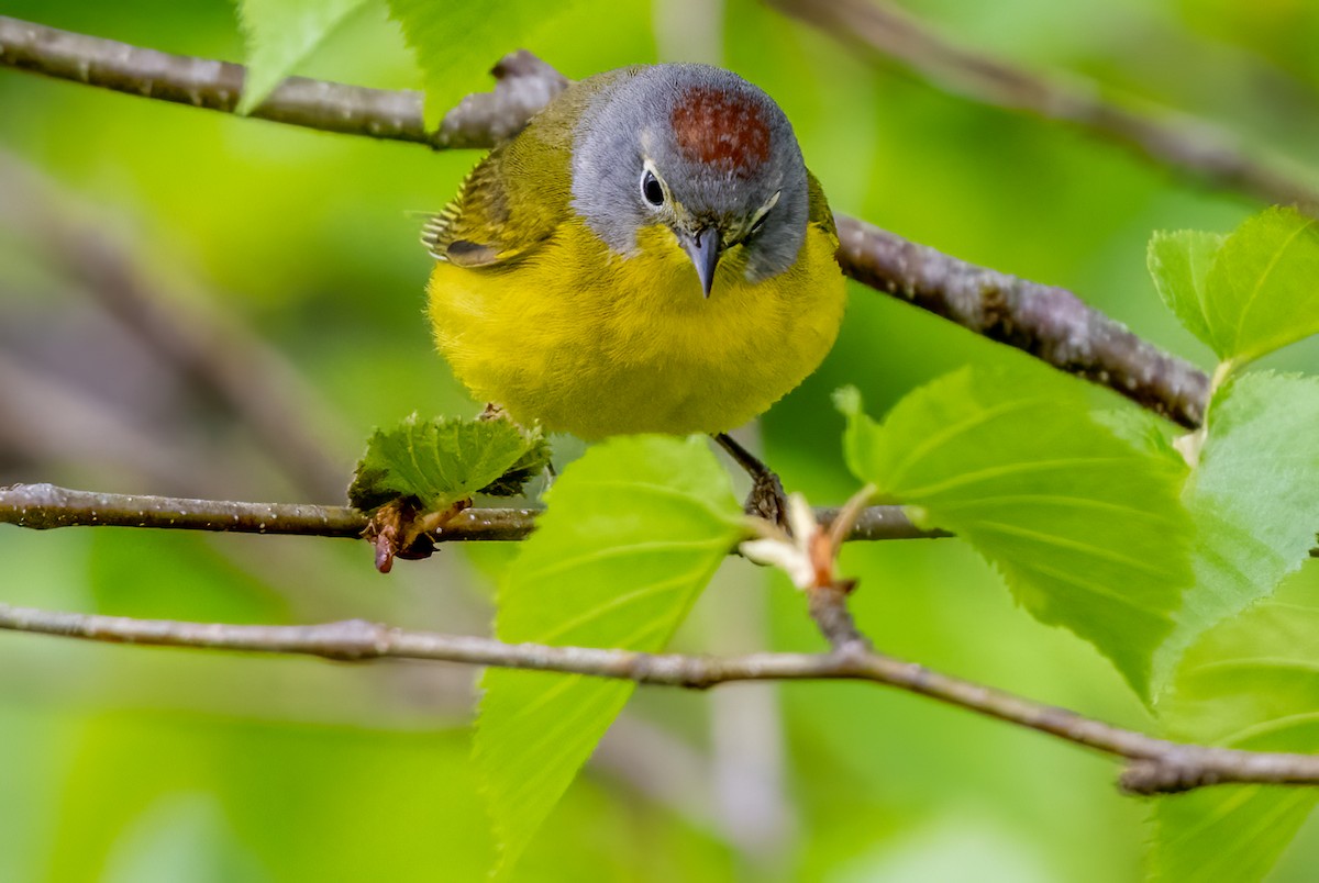 Nashville Warbler - Jim Carroll