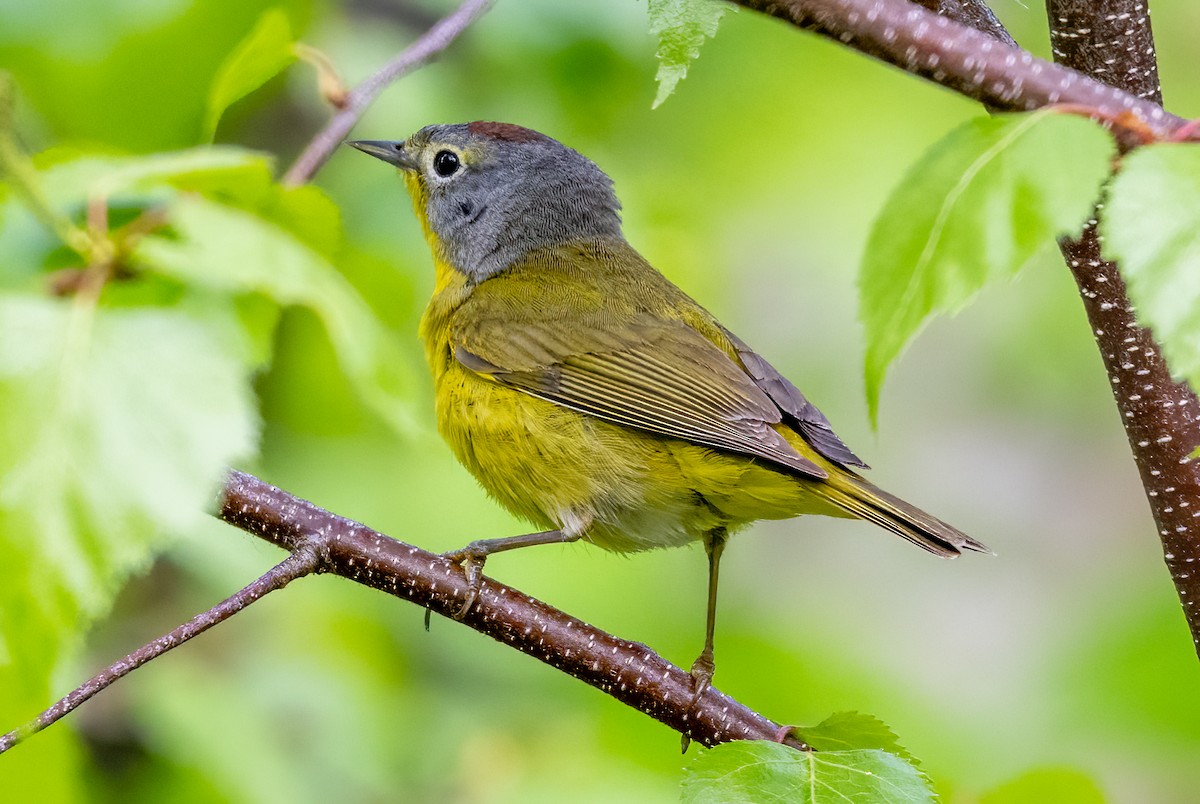 Nashville Warbler - Jim Carroll