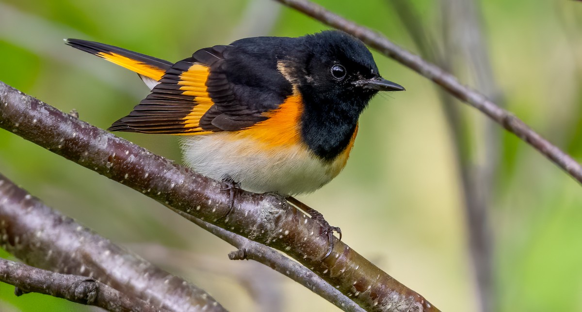 American Redstart - Jim Carroll