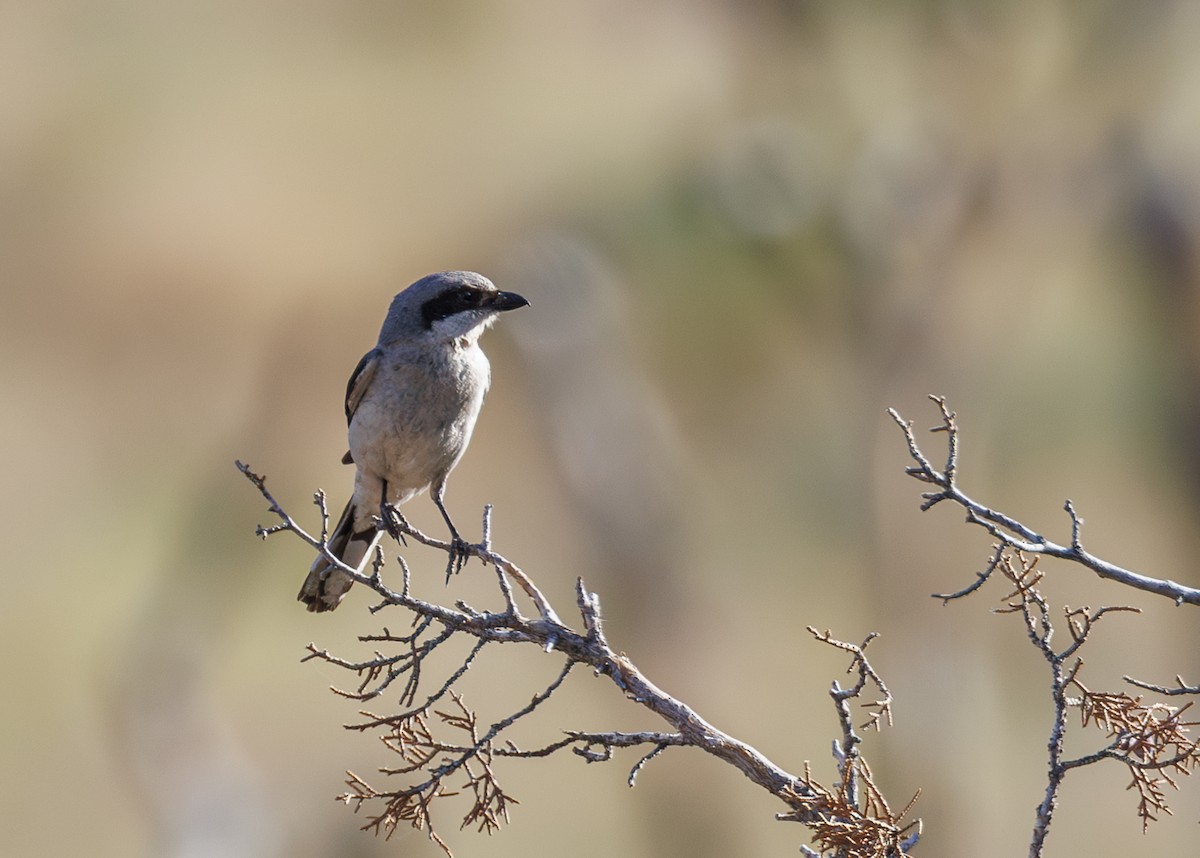 Loggerhead Shrike - Chezy Yusuf