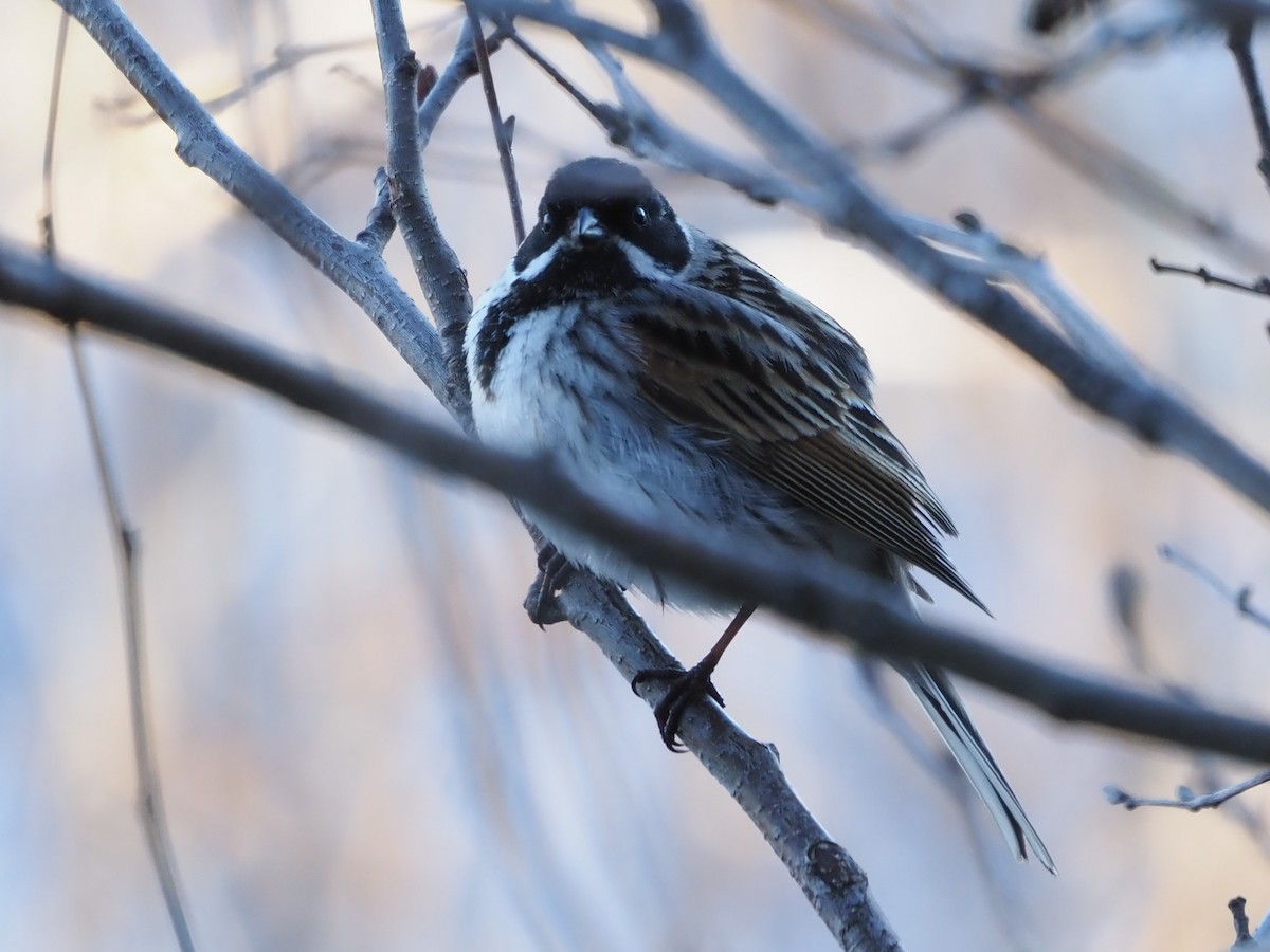 Reed Bunting - Richard Kaskan