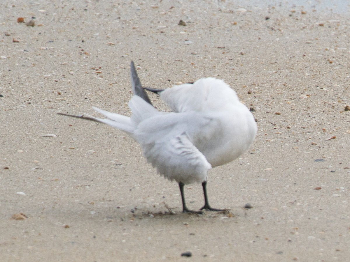 Australian Tern - Helen Leonard