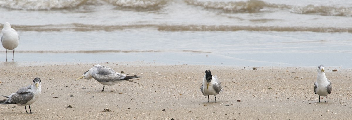 Great Crested Tern - Helen Leonard