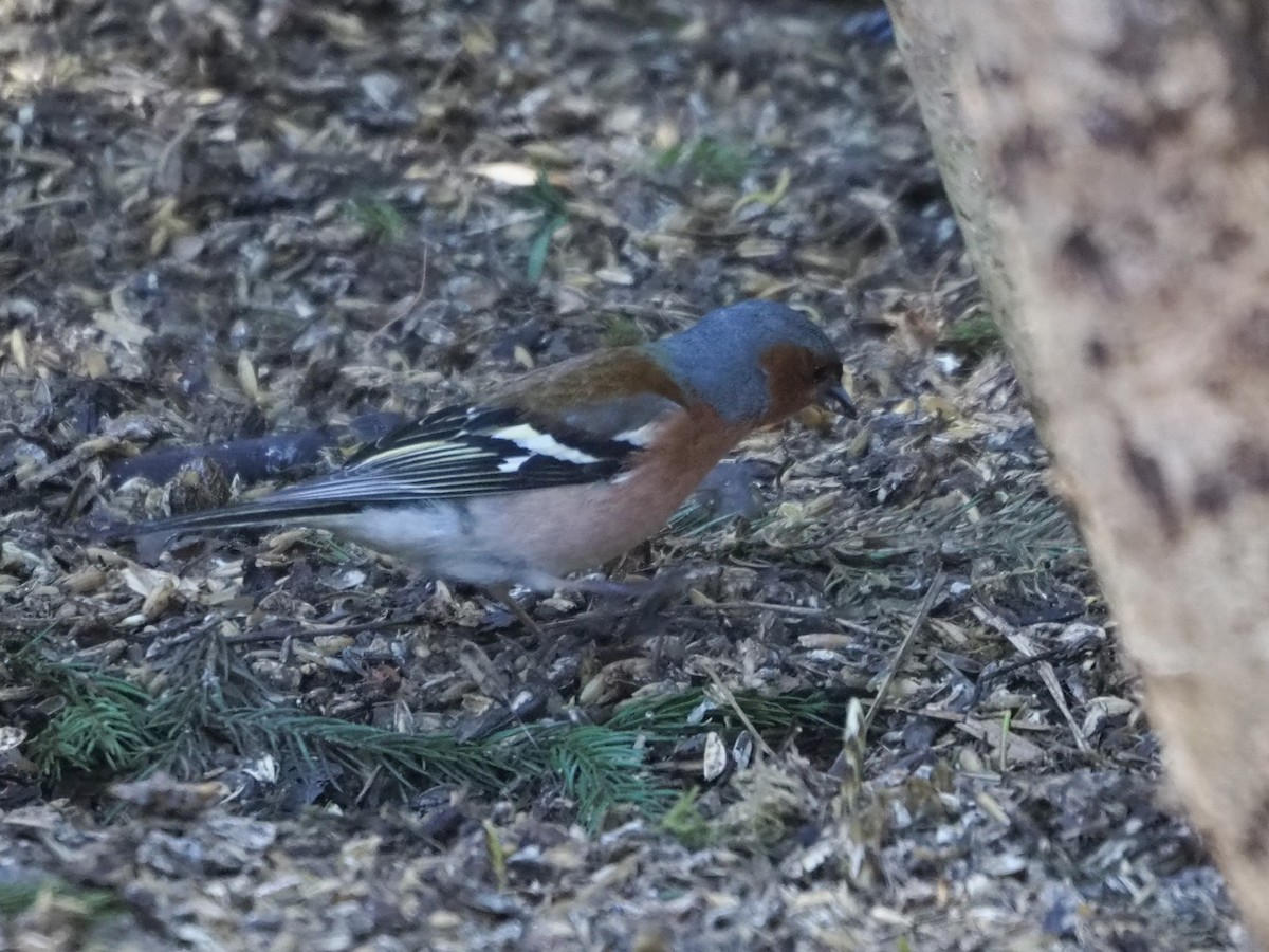 Common Chaffinch - Richard Kaskan