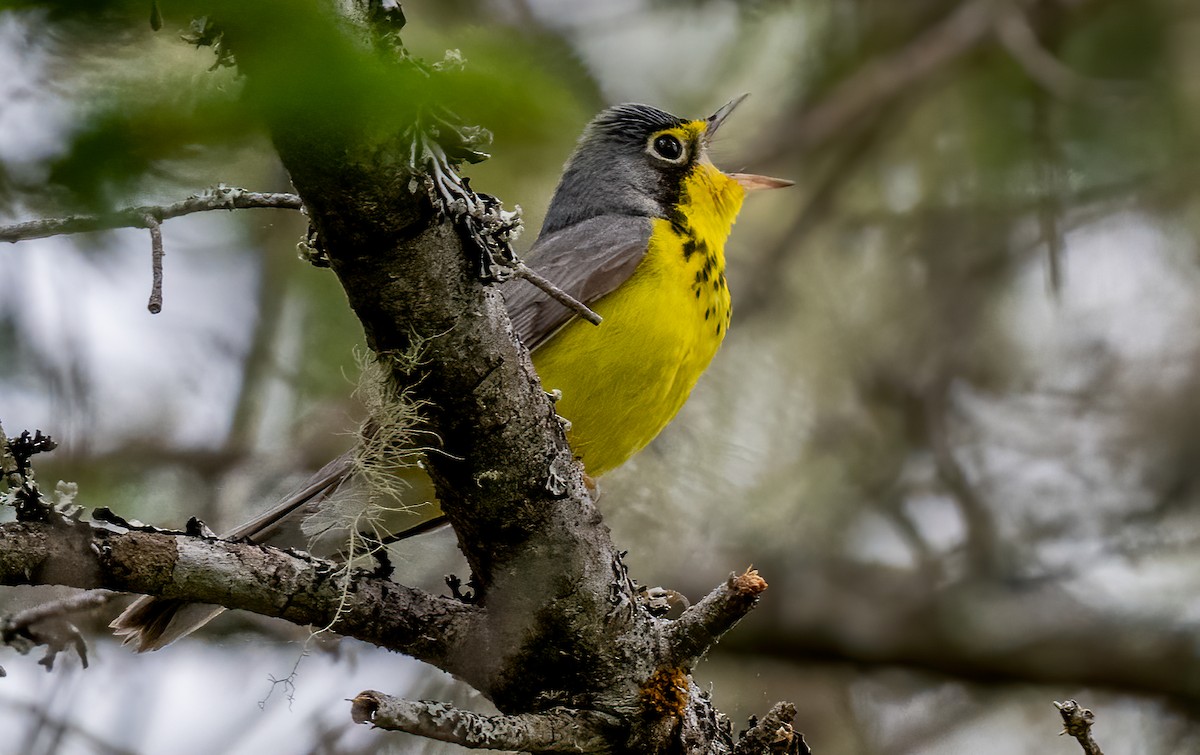 Canada Warbler - Jim Carroll