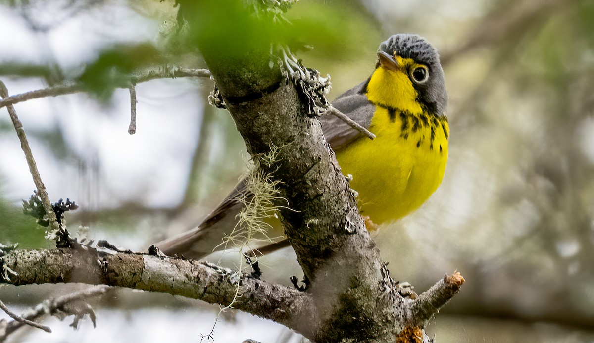 Canada Warbler - Jim Carroll