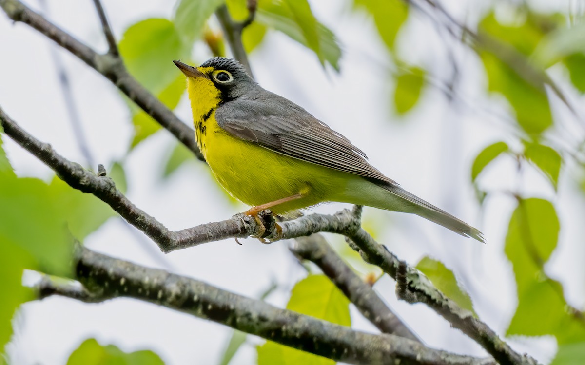 Canada Warbler - Jim Carroll