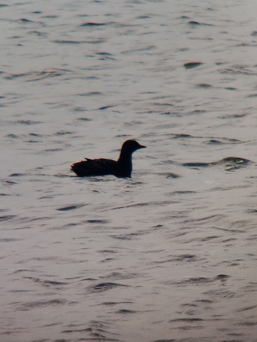 Black Guillemot - Simon Landes