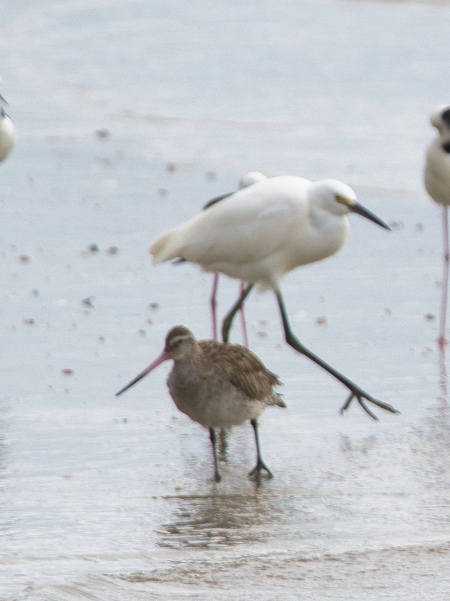 Little Egret - Helen Leonard