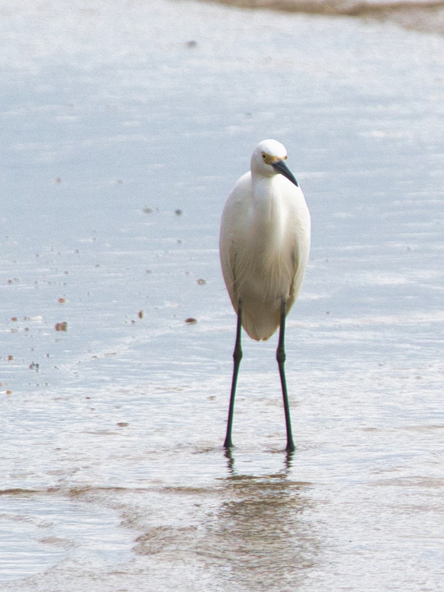 Little Egret - Helen Leonard