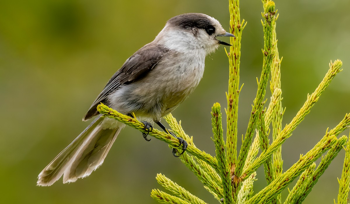 Canada Jay - Jim Carroll