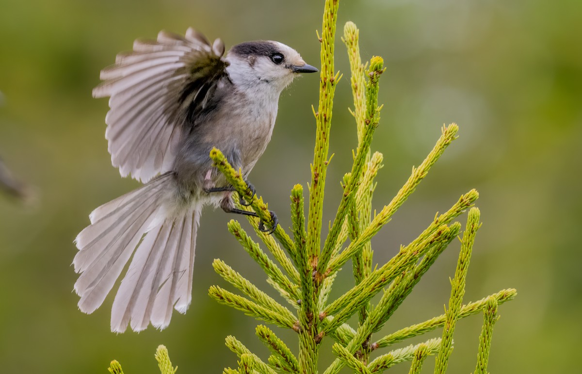 Canada Jay - Jim Carroll