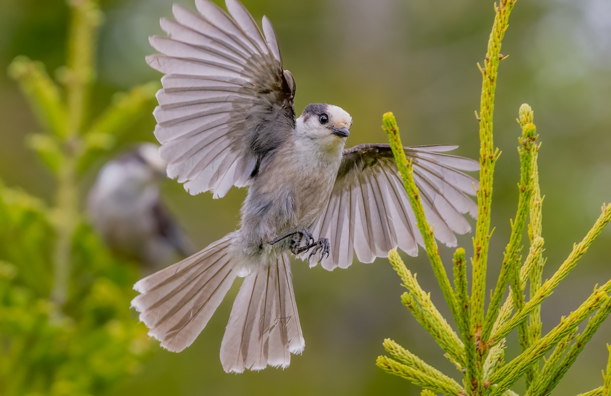 Canada Jay - Jim Carroll