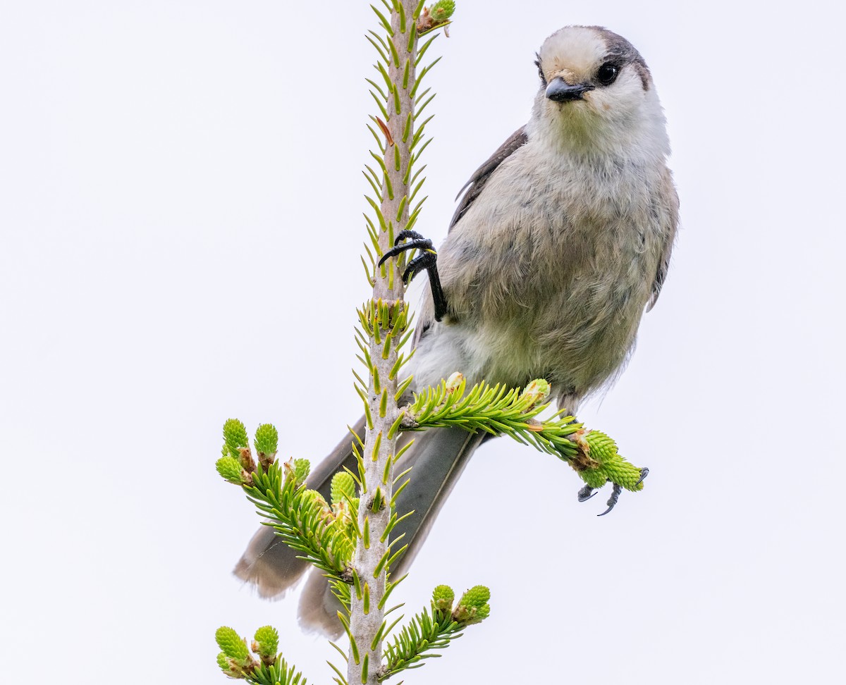 Canada Jay - Jim Carroll