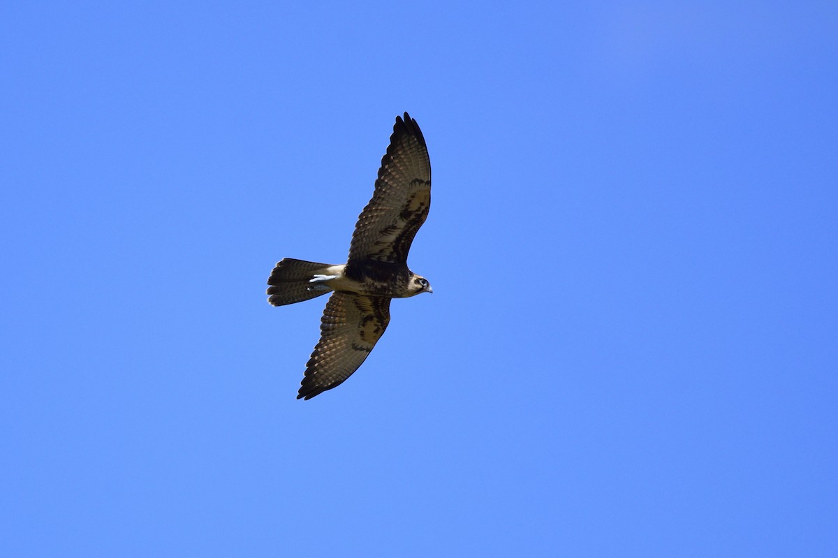 Brown Falcon - ML619664114