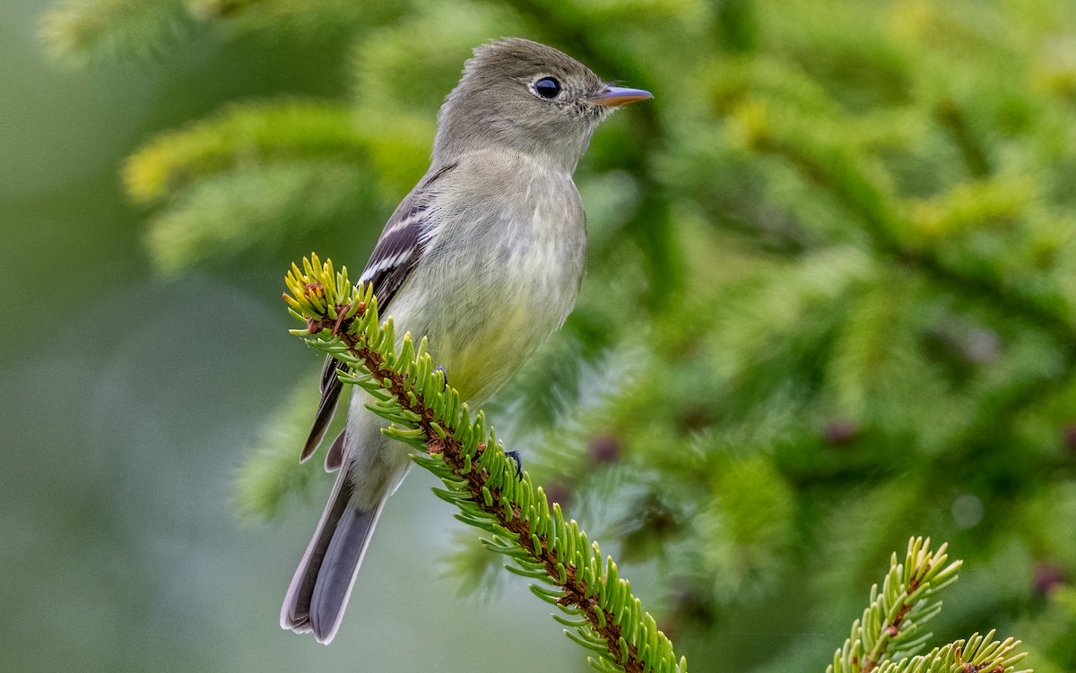 Yellow-bellied Flycatcher - Jim Carroll