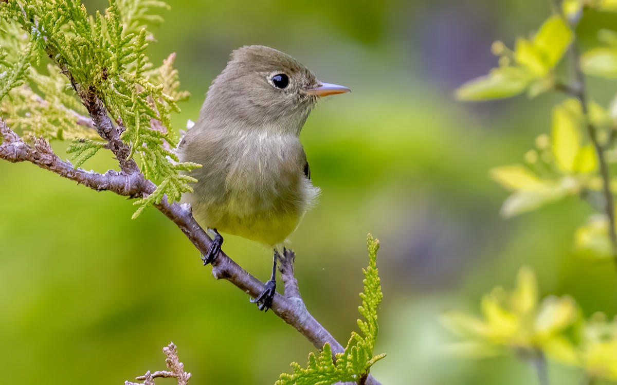 Yellow-bellied Flycatcher - Jim Carroll