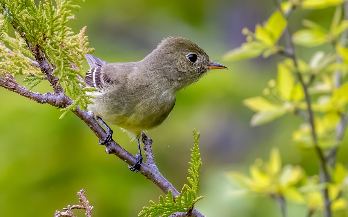 Yellow-bellied Flycatcher - Jim Carroll