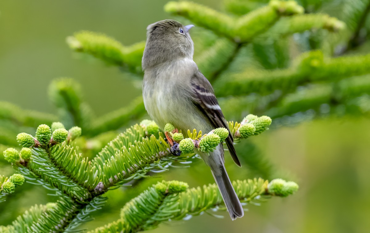 Yellow-bellied Flycatcher - Jim Carroll