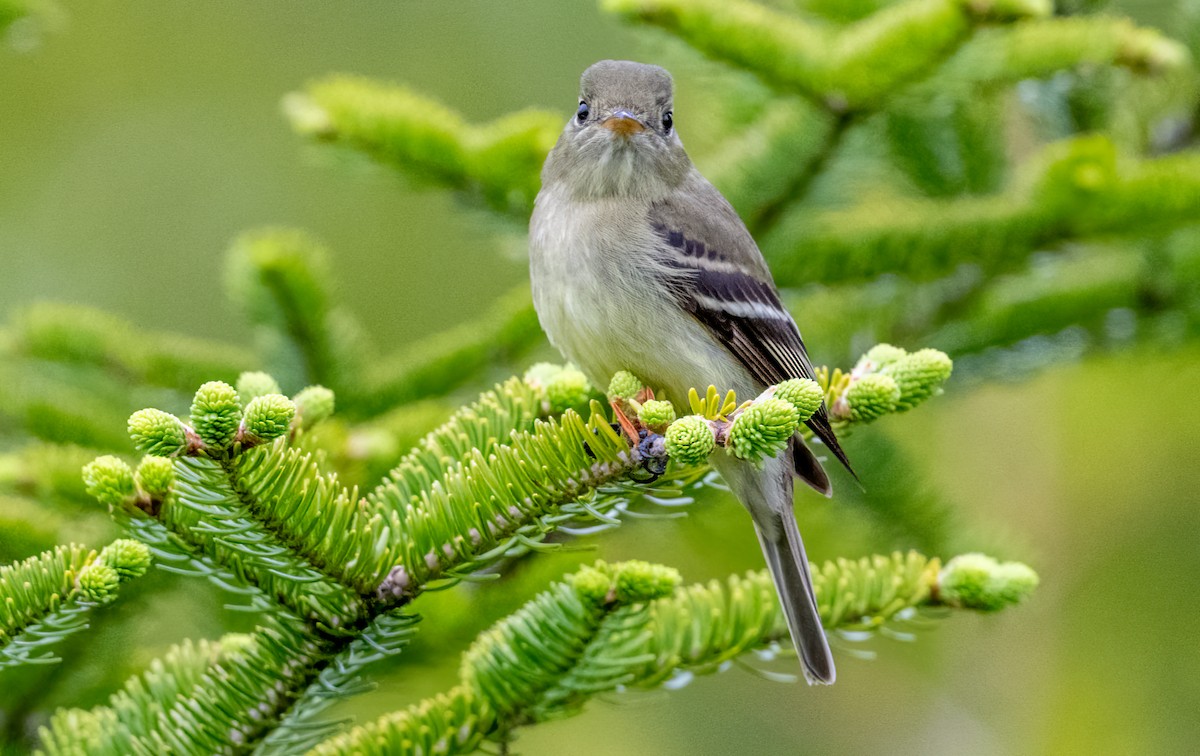 Yellow-bellied Flycatcher - Jim Carroll