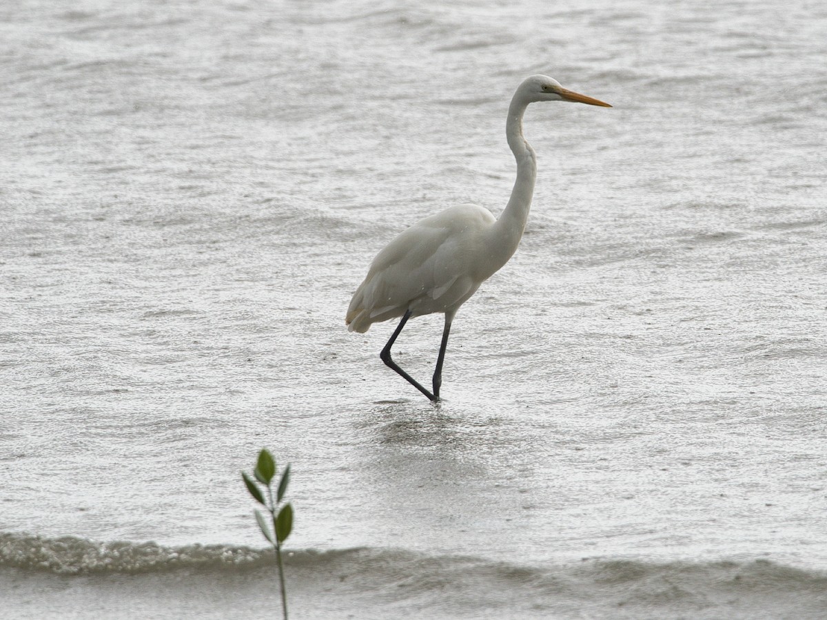 Great Egret - Helen Leonard