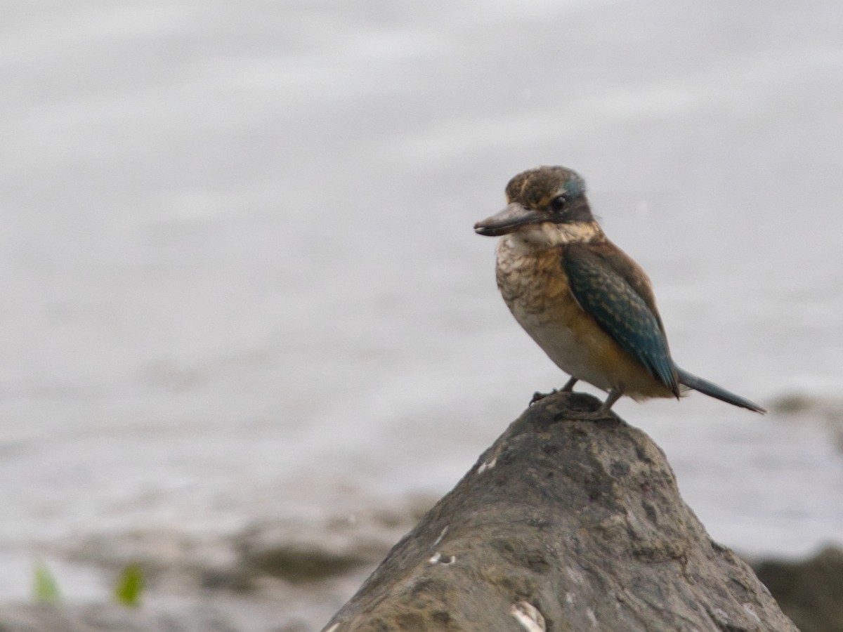 Sacred Kingfisher - Helen Leonard