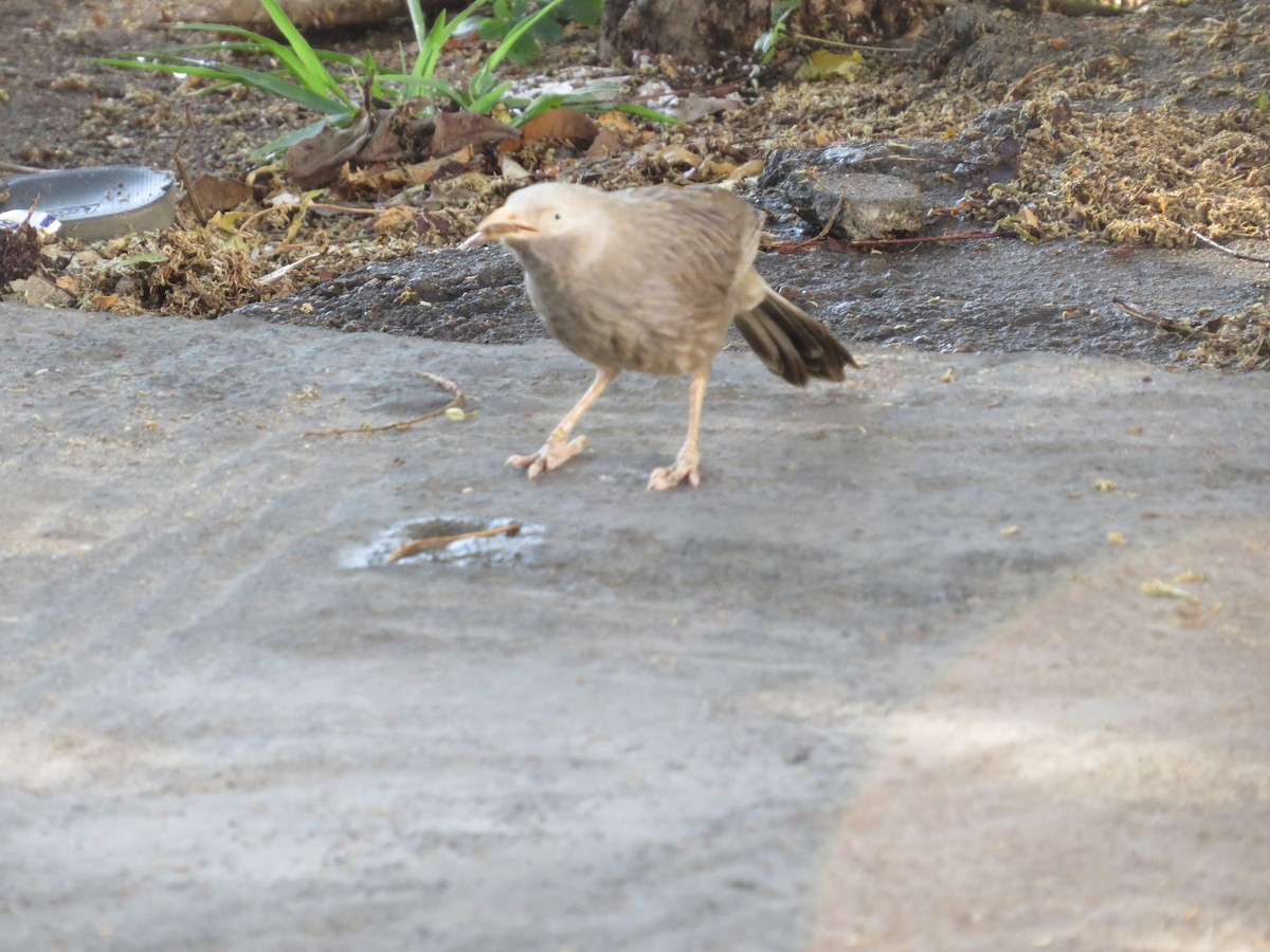 Jungle/Yellow-billed Babbler - NALINI RAMAN