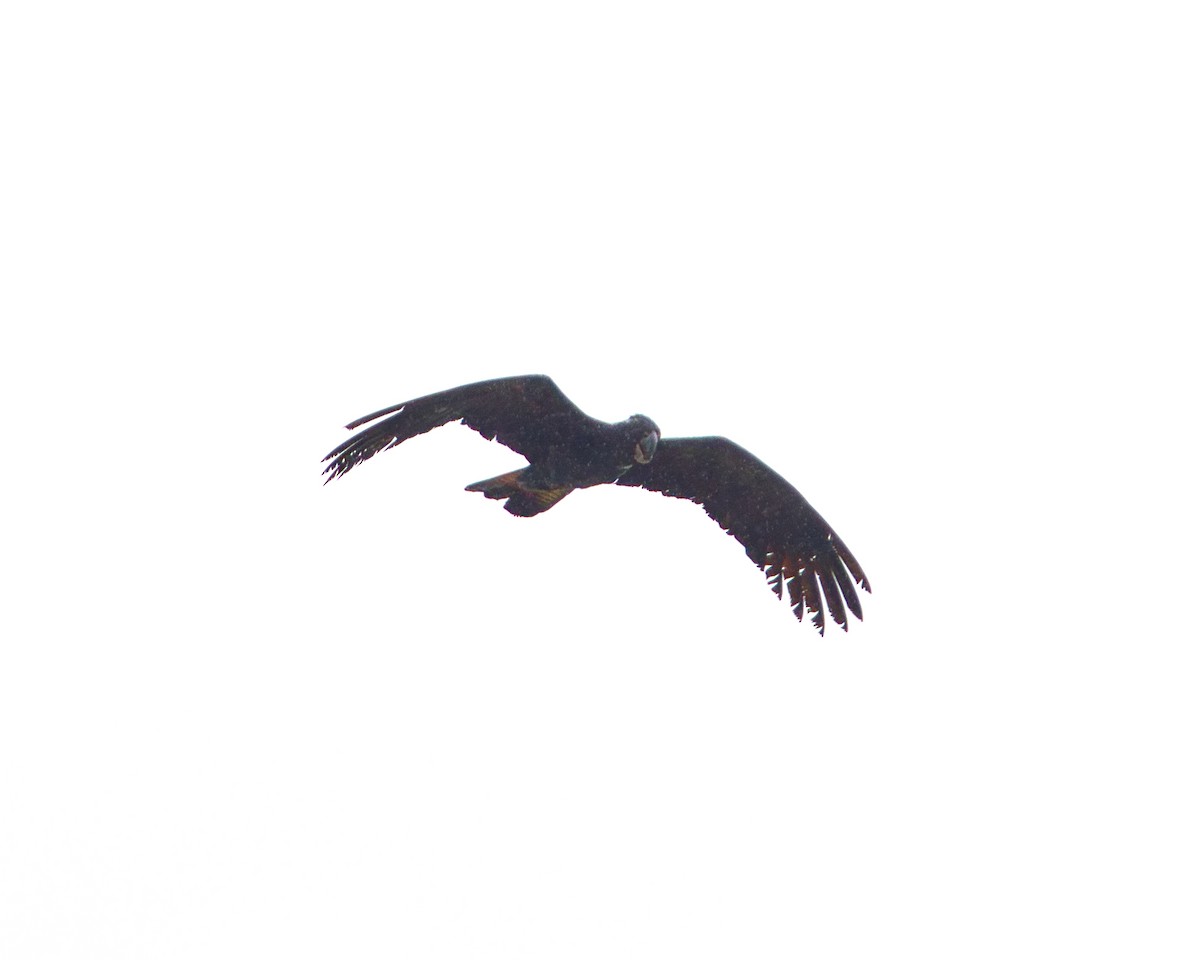 Red-tailed Black-Cockatoo - Helen Leonard