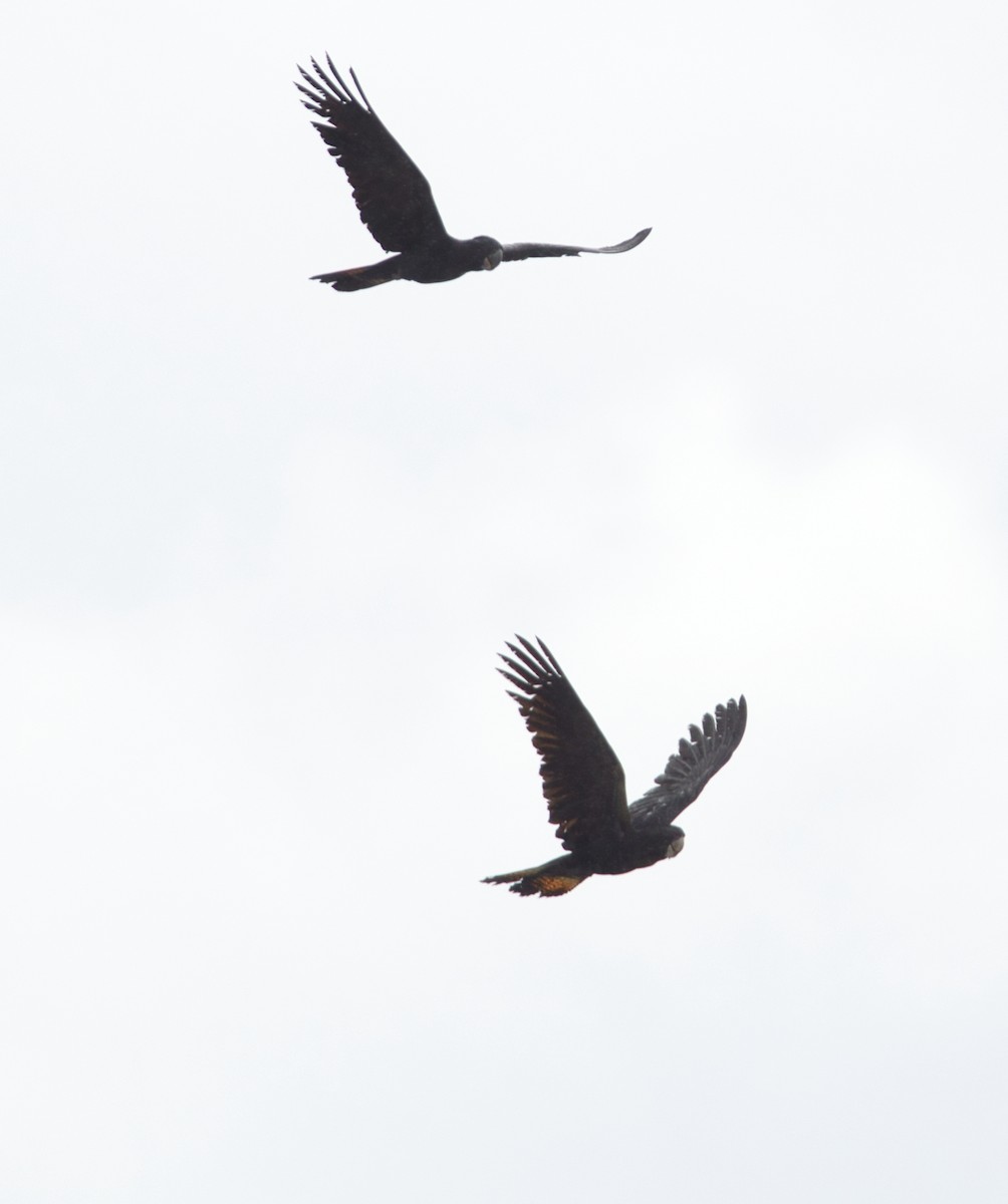 Red-tailed Black-Cockatoo - Helen Leonard