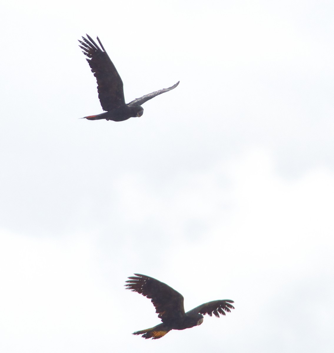 Red-tailed Black-Cockatoo - Helen Leonard