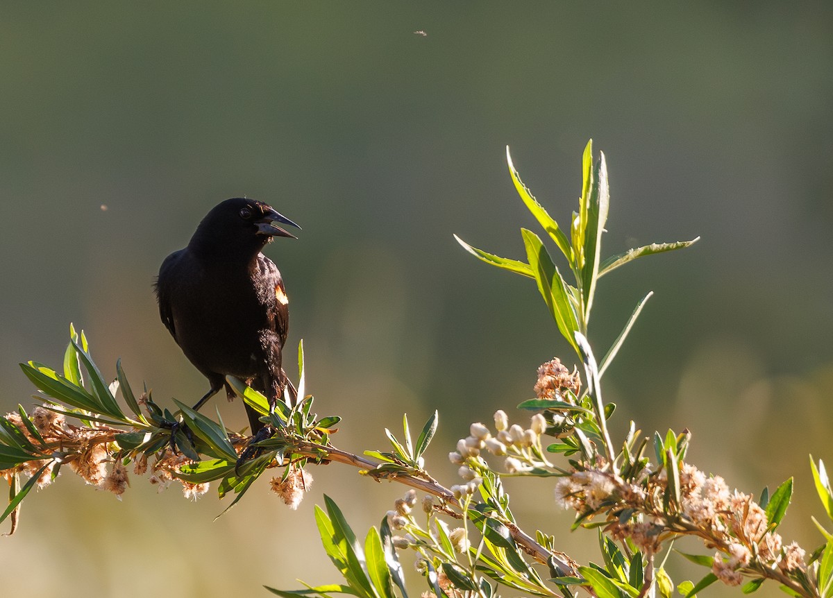 Red-winged Blackbird - Chezy Yusuf