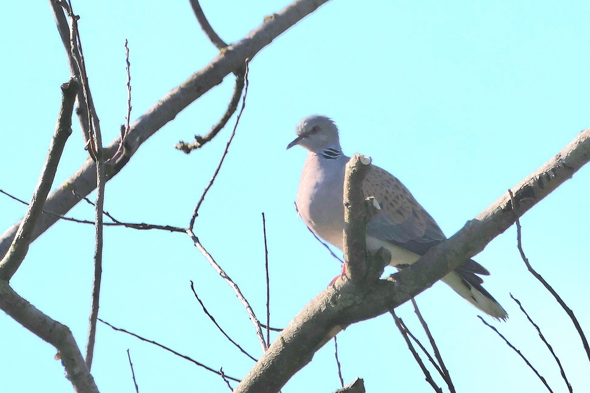 European Turtle-Dove - ML619664140