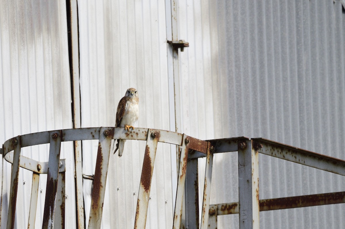 Nankeen Kestrel - Ken Crawley