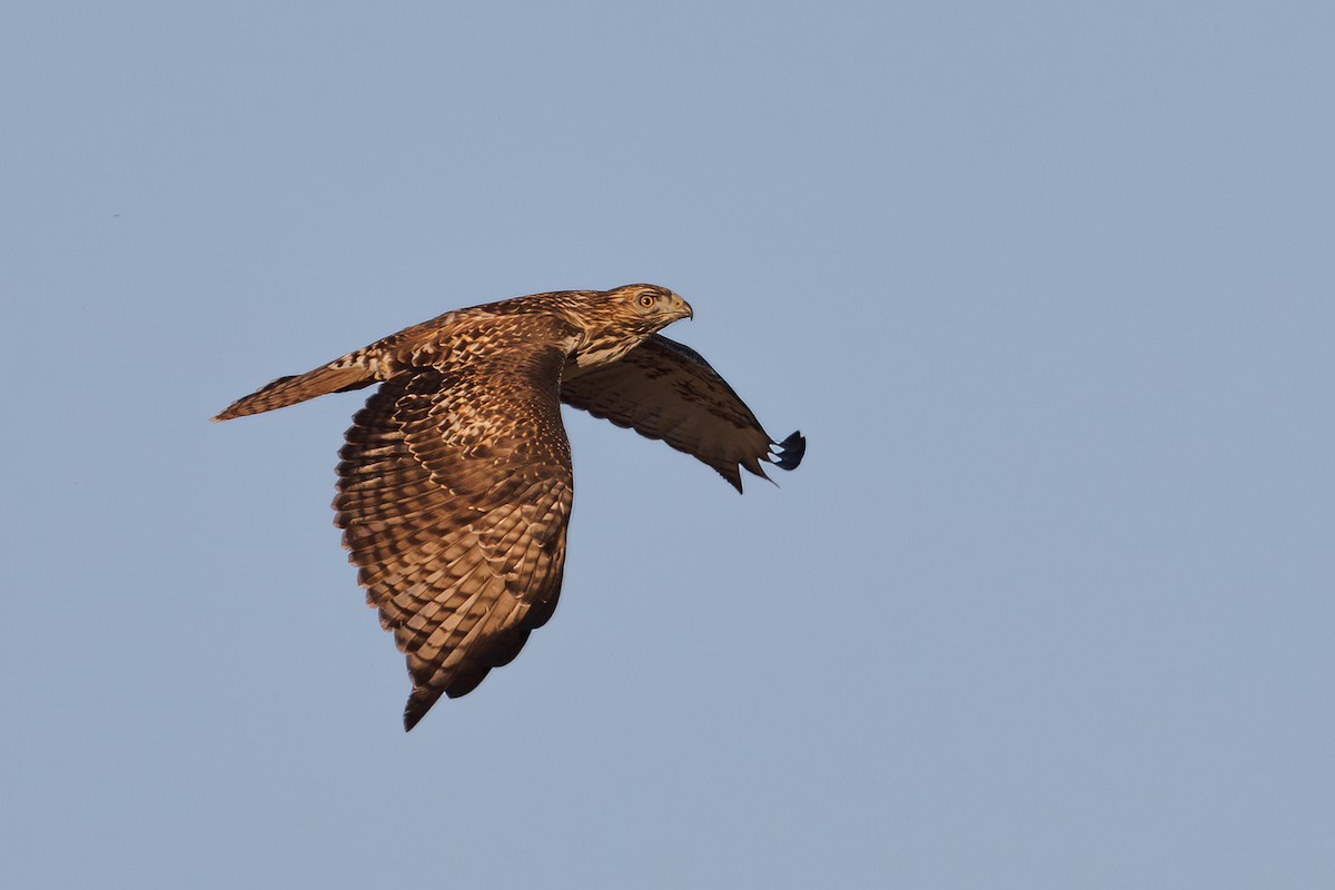 Red-tailed Hawk - Chezy Yusuf