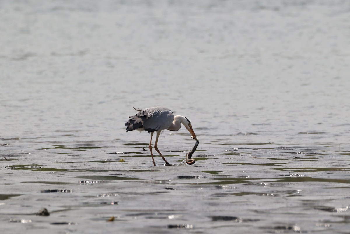 Gray Heron - ML619664156