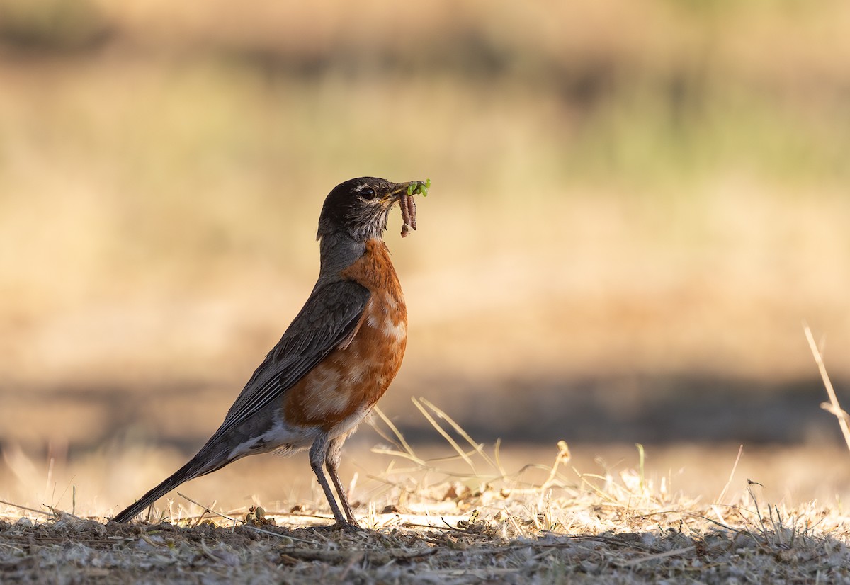 American Robin - ML619664157