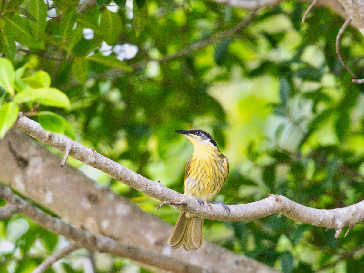 Varied Honeyeater - ML619664159