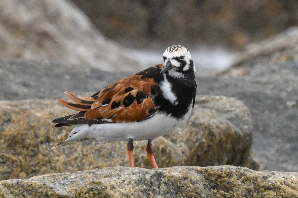 Ruddy Turnstone - Mike Winck