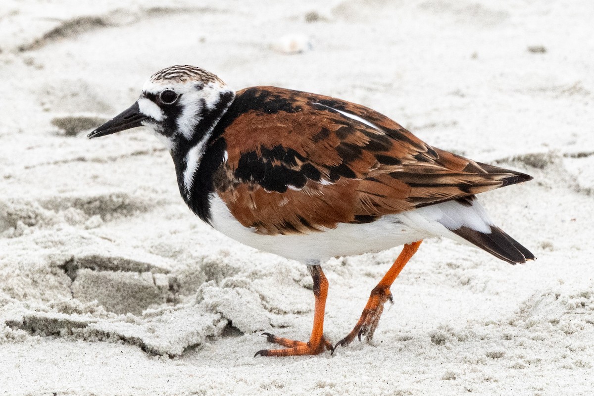 Ruddy Turnstone - Mike Winck