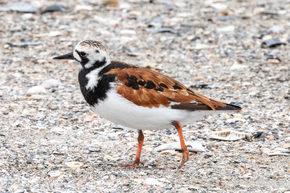 Ruddy Turnstone - Mike Winck