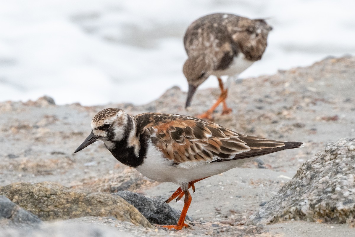 Ruddy Turnstone - Mike Winck