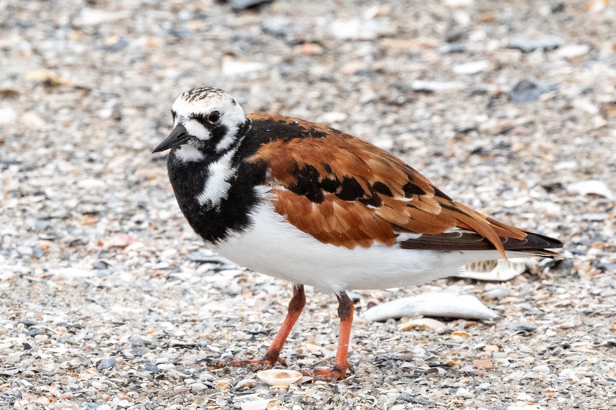 Ruddy Turnstone - Mike Winck