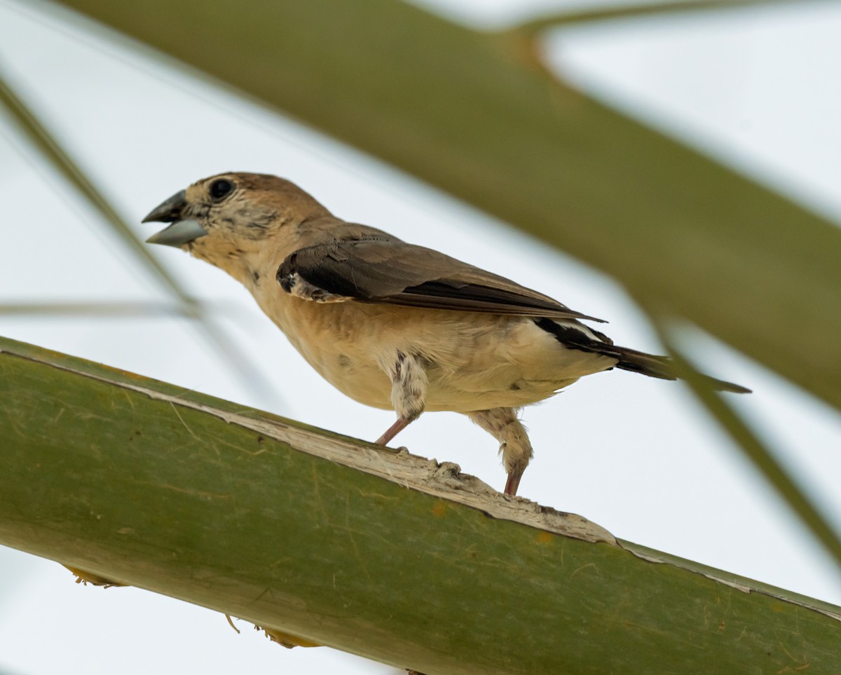 Indian Silverbill - chandana roy