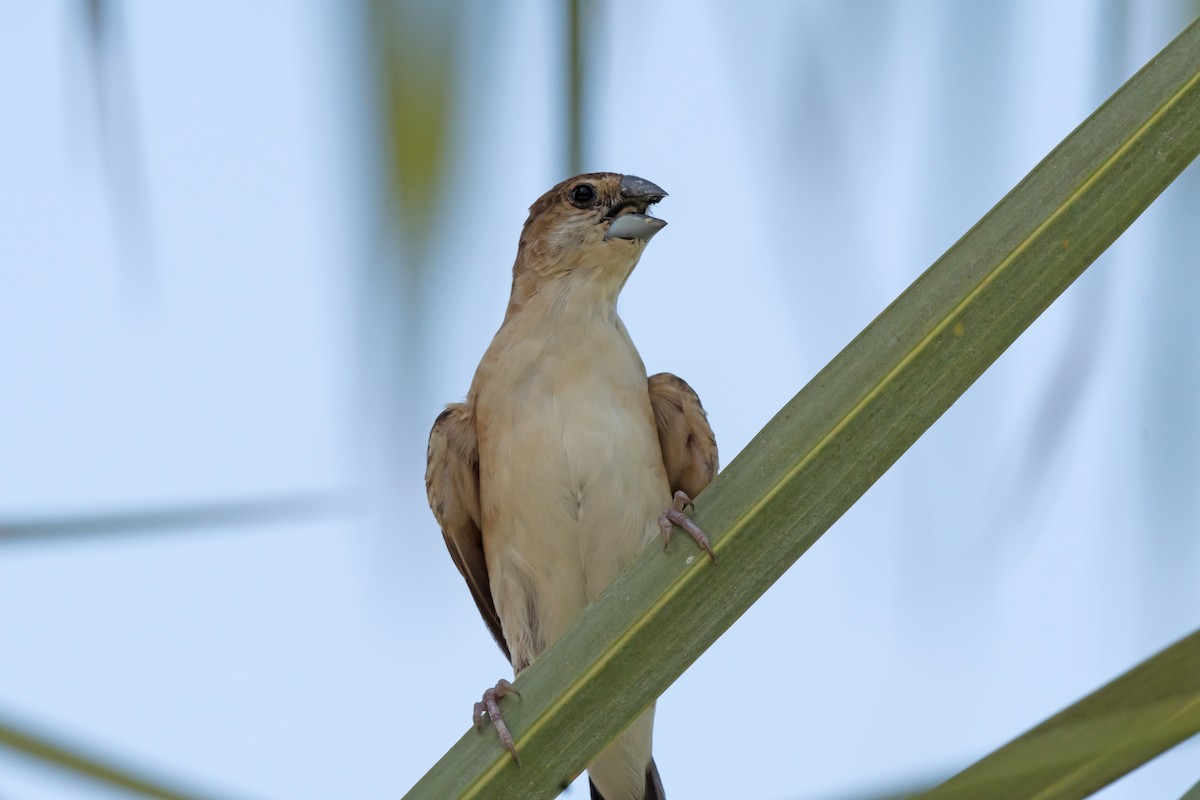 Indian Silverbill - chandana roy